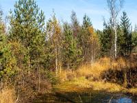 Vorbei an kleineren Moortümpeln